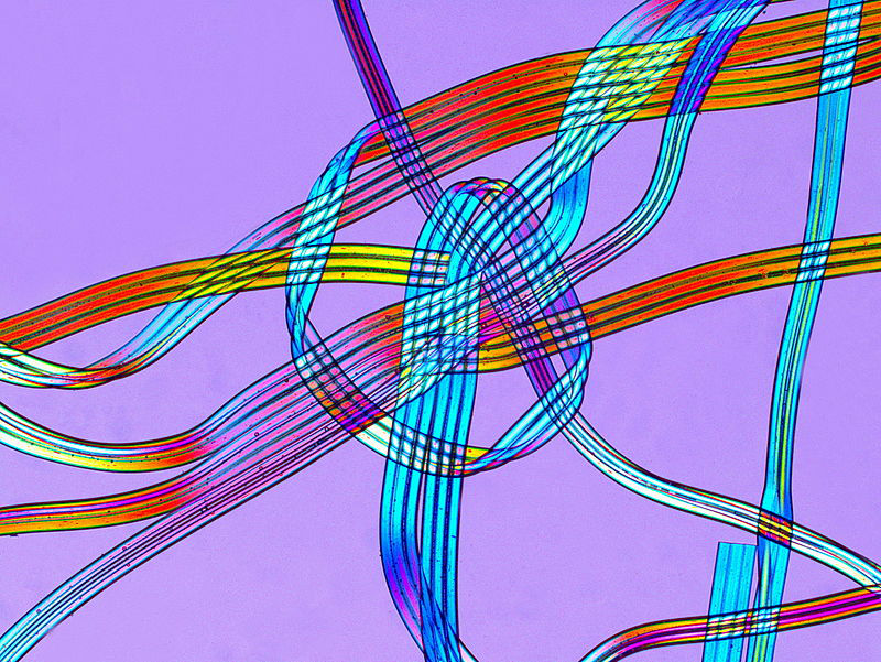 Spandex fibers under an optical microscope